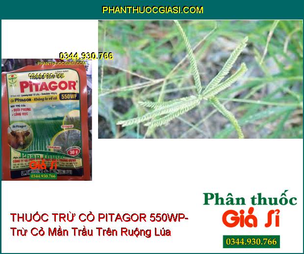 THUỐC TRỪ CỎ PITAGOR 550WP- Trừ Các Loại Cỏ Trên Ruộng Lúa- Cỏ Khó Trị