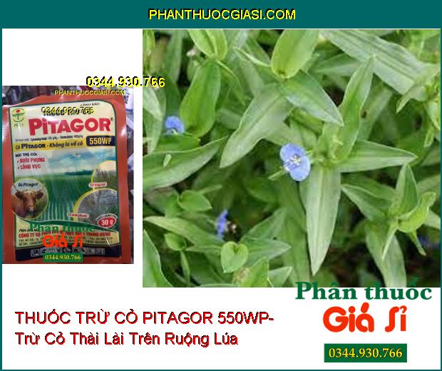 THUỐC TRỪ CỎ PITAGOR 550WP- Trừ Các Loại Cỏ Trên Ruộng Lúa- Cỏ Khó Trị