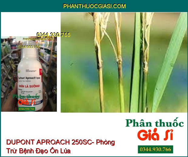 THUỐC TRỪ BỆNH DUPONT APROACH 250SC- Phòng Trừ Bệnh Lem Lép Hạt- Đạo Ôn- Đốm Vằn