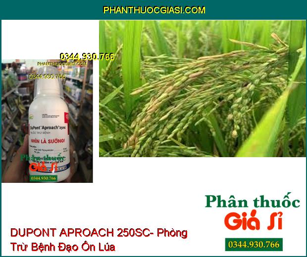 THUỐC TRỪ BỆNH DUPONT APROACH 250SC- Phòng Trừ Bệnh Lem Lép Hạt- Đạo Ôn- Đốm Vằn