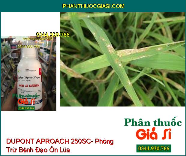 THUỐC TRỪ BỆNH DUPONT APROACH 250SC- Phòng Trừ Bệnh Lem Lép Hạt- Đạo Ôn- Đốm Vằn