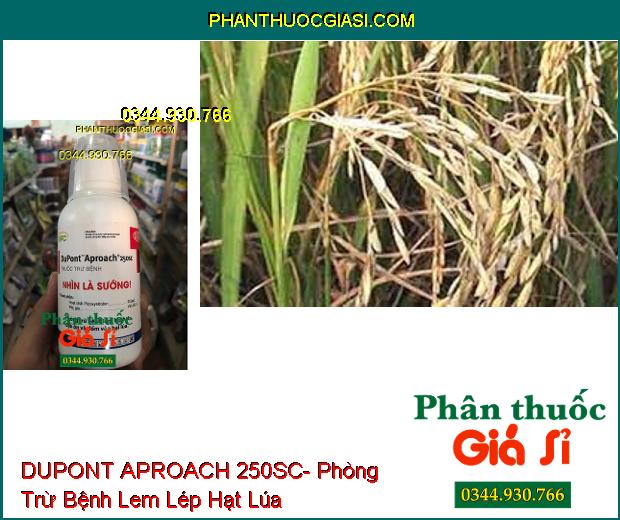 THUỐC TRỪ BỆNH DUPONT APROACH 250SC- Phòng Trừ Bệnh Lem Lép Hạt- Đạo Ôn- Đốm Vằn