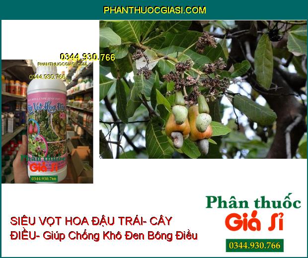 PHÂN BÓN LÁ NPK SIÊU VỌT HOA ĐẬU TRÁI- CÂY ĐIỀU- Chống Khô Đen Bông- Tốt Trái- Trội Hột