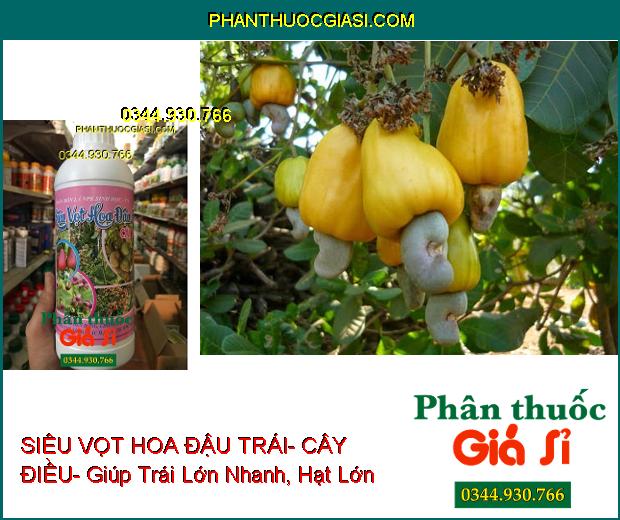 PHÂN BÓN LÁ NPK SIÊU VỌT HOA ĐẬU TRÁI- CÂY ĐIỀU- Chống Khô Đen Bông- Tốt Trái- Trội Hột