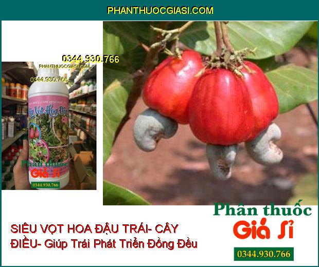 PHÂN BÓN LÁ NPK SIÊU VỌT HOA ĐẬU TRÁI- CÂY ĐIỀU- Chống Khô Đen Bông- Tốt Trái- Trội Hột