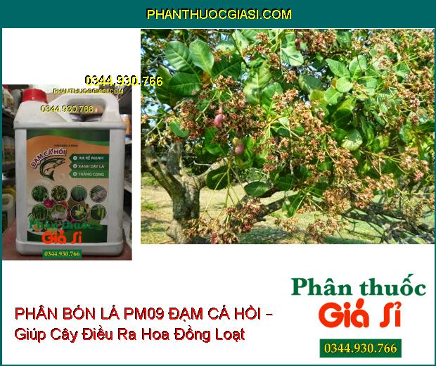 PHÂN BÓN LÁ PM09 ĐẠM CÁ HỒI – Ra Rễ Mạnh- Xanh Dày Lá- Trắng Cọng