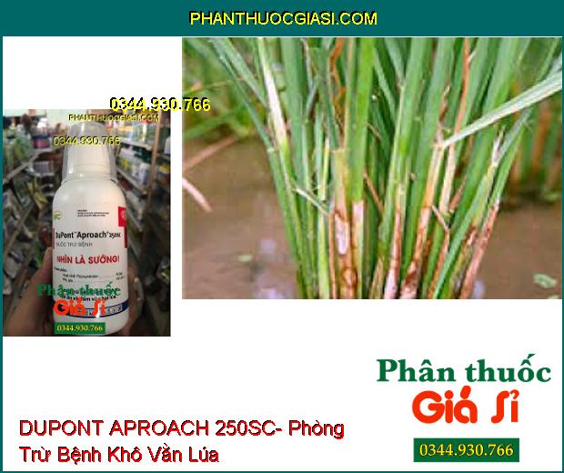 THUỐC TRỪ BỆNH DUPONT APROACH 250SC- Phòng Trừ Bệnh Lem Lép Hạt- Đạo Ôn- Đốm Vằn