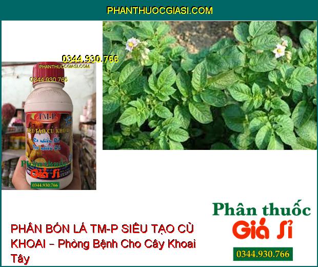 PHÂN BÓN LÁ CAO CẤP TM-P SIÊU TẠO CỦ KHOAI – Ra Rễ Nhiều- Tạo Nhiều Củ- Dùng Cho Tất Cả Các Loại Khoai