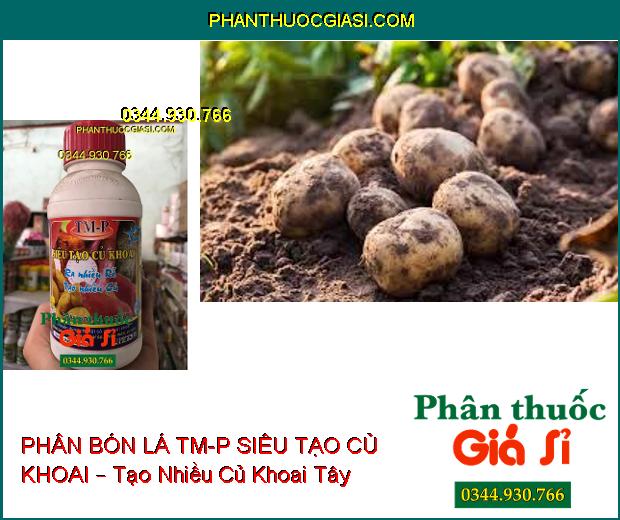 PHÂN BÓN LÁ CAO CẤP TM-P SIÊU TẠO CỦ KHOAI – Ra Rễ Nhiều- Tạo Nhiều Củ- Dùng Cho Tất Cả Các Loại Khoai