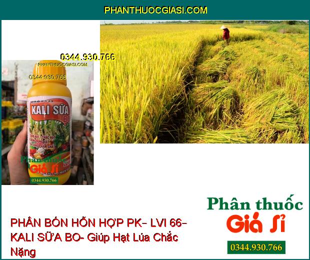 PHÂN BÓN HỖN HỢP PK – LVI 66 – KALI SỮA BO – Sáng Hạt- Chắc Hạt- Chống Rụng- Gia Tăng Phẩm Chất