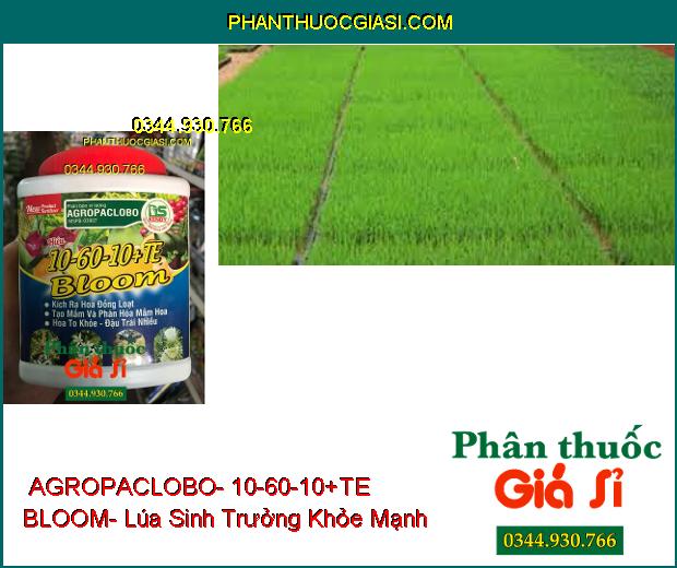 PHÂN BÓN VI LƯỢNG AGROPACLOBO- 10-60-10+TE BLOOM- Kích Ra Hoa Đồng Loạt- Hoa To Khỏe- Đậu Trái Nhiều