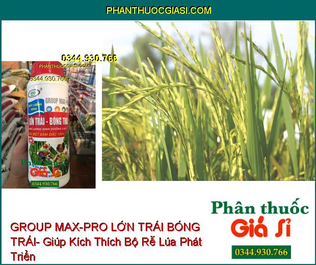 PHÂN BÓN VI LƯỢNG GROUP MAX-PRO LỚN TRÁI BÓNG TRÁI- Ra Hoa Mạnh- Trái To- Nặng Ký