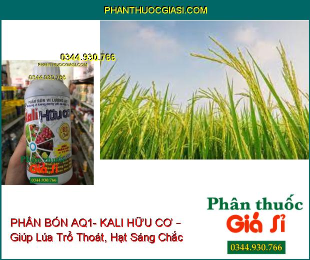 PHÂN BÓN VI LƯỢNG AQ1- KALI HỮU CƠ – Xanh Cây- Chống Rụng Trái- To Trái- Tăng Hương Vị