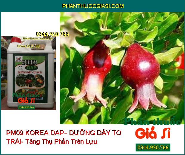 PHÂN BÓN LÁ PM09 KOREA DAP – DƯỠNG DÂY TO TRÁI – Ra Rễ- Xanh Lá- Ra Hoa Đậu Trái