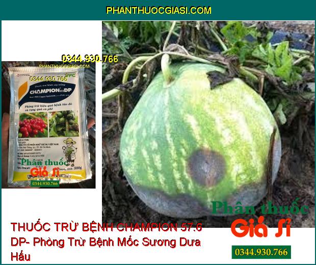 THUỐC TRỪ BỆNH CHAMPION 57.6 DP- Phòng Trừ Hiệu Quả Bệnh Tảo Đỏ Và Rụng Quả Cà Phê