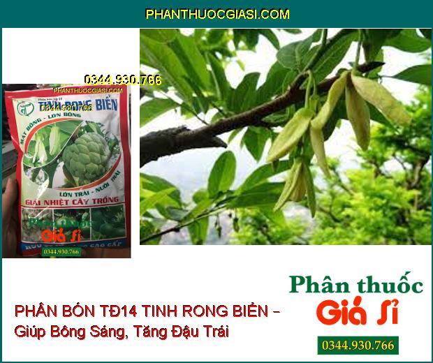 PHÂN BÓN TĐ14 TINH RONG BIỂN – Mát Bông- Mập Bông- Mát Cây- Dưỡng Trái