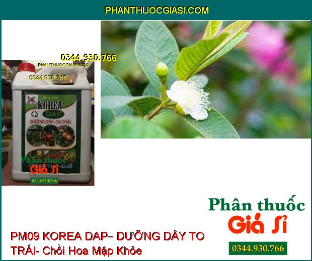 PHÂN BÓN LÁ PM09 KOREA DAP – DƯỠNG DÂY TO TRÁI – Ra Rễ- Xanh Lá- Ra Hoa Đậu Trái