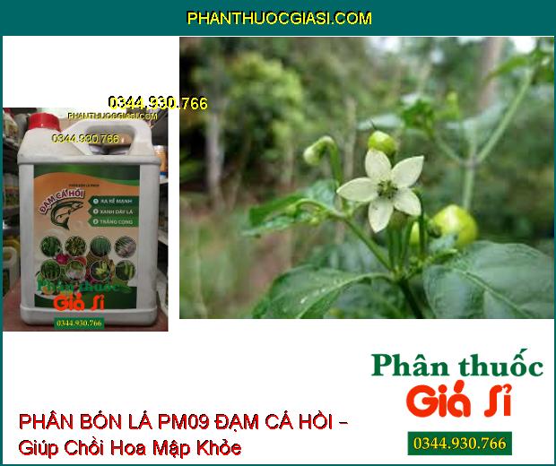 PHÂN BÓN LÁ PM09 ĐẠM CÁ HỒI – Ra Rễ Mạnh- Xanh Dày Lá- Trắng Cọng