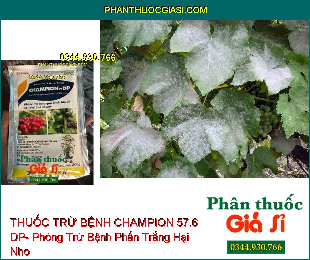 THUỐC TRỪ BỆNH CHAMPION 57.6 DP- Phòng Trừ Hiệu Quả Bệnh Tảo Đỏ Và Rụng Quả Cà Phê