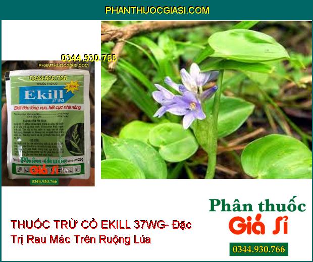 THUỐC TRỪ CỎ EKILL 37WG- Đặc Trị Cỏ Lồng Vực (Cỏ Gạo) Trên Ruộng Lúa