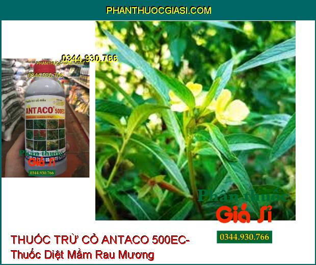 THUỐC TRỪ CỎ ANTACO 500EC- Thuốc Diệt Mầm Cỏ- Trừ Cỏ lá Rộng Và Lá Hẹp