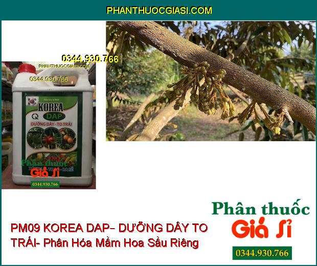 PHÂN BÓN LÁ PM09 KOREA DAP – DƯỠNG DÂY TO TRÁI – Ra Rễ- Xanh Lá- Ra Hoa Đậu Trái