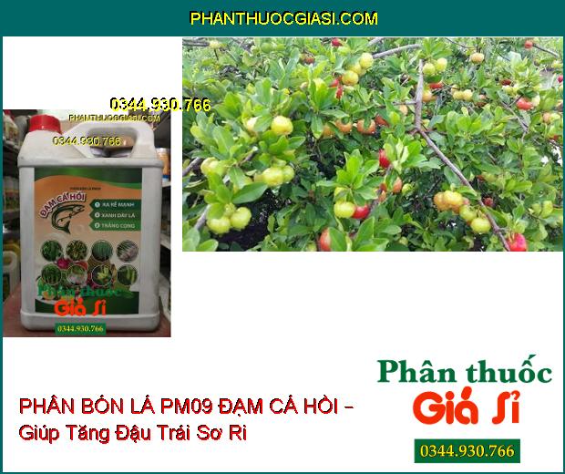 PHÂN BÓN LÁ PM09 ĐẠM CÁ HỒI – Ra Rễ Mạnh- Xanh Dày Lá- Trắng Cọng