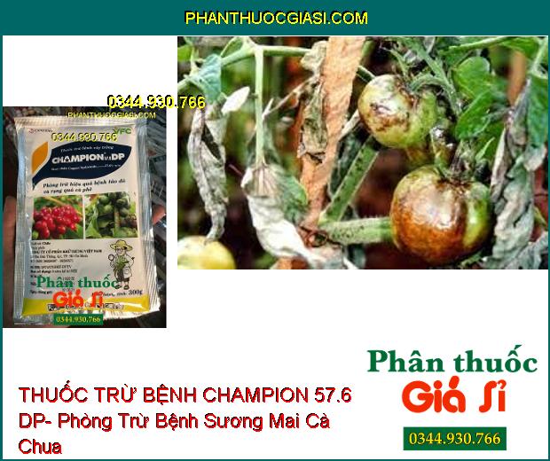 THUỐC TRỪ BỆNH CHAMPION 57.6 DP- Phòng Trừ Hiệu Quả Bệnh Tảo Đỏ Và Rụng Quả Cà Phê