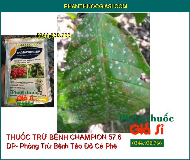 THUỐC TRỪ BỆNH CHAMPION 57.6 DP- Phòng Trừ Hiệu Quả Bệnh Tảo Đỏ Và Rụng Quả Cà Phê