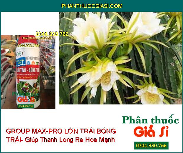 PHÂN BÓN VI LƯỢNG GROUP MAX-PRO LỚN TRÁI BÓNG TRÁI- Ra Hoa Mạnh- Trái To- Nặng Ký