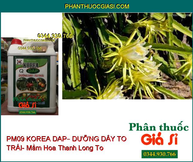 PHÂN BÓN LÁ PM09 KOREA DAP – DƯỠNG DÂY TO TRÁI – Ra Rễ- Xanh Lá- Ra Hoa Đậu Trái