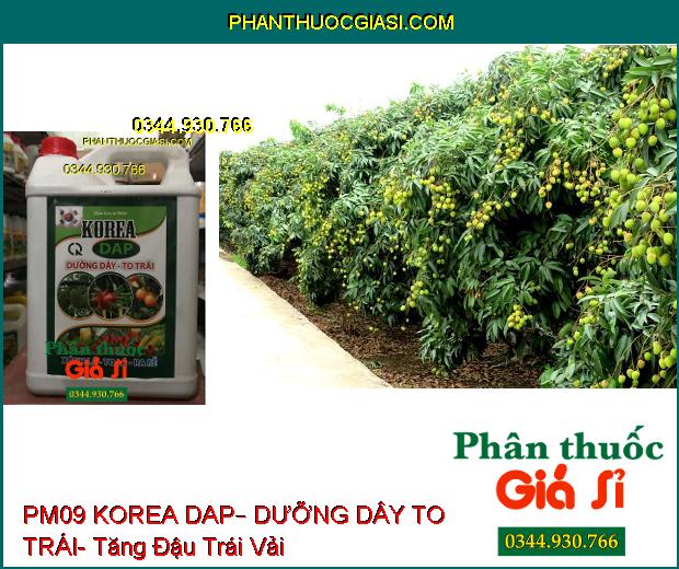 PHÂN BÓN LÁ PM09 KOREA DAP – DƯỠNG DÂY TO TRÁI – Ra Rễ- Xanh Lá- Ra Hoa Đậu Trái