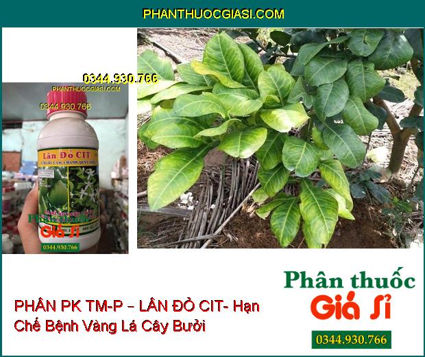 PHÂN PK TM-P – LÂN ĐỎ CIT- Dùng Cho Cây Có Múi- Ra Rễ Non Cực Mạnh- Phân Hóa Mầm Hoa Tối Đa