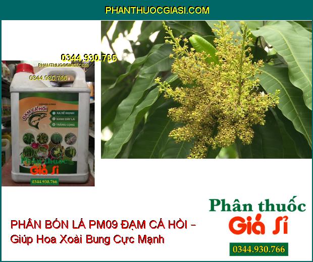 PHÂN BÓN LÁ PM09 ĐẠM CÁ HỒI – Ra Rễ Mạnh- Xanh Dày Lá- Trắng Cọng