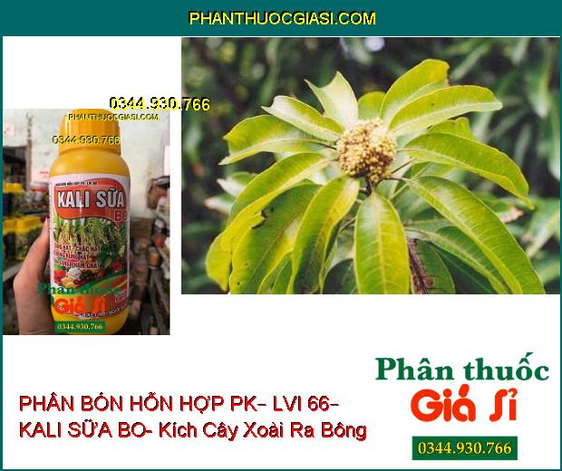 PHÂN BÓN HỖN HỢP PK – LVI 66 – KALI SỮA BO – Sáng Hạt- Chắc Hạt- Chống Rụng- Gia Tăng Phẩm Chất