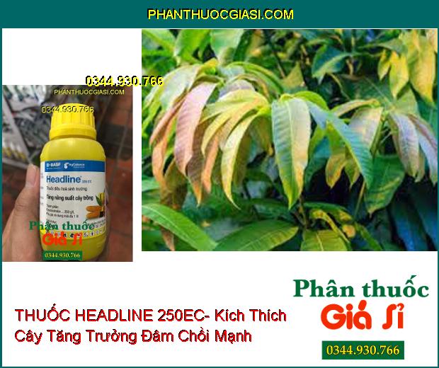 THUỐC ĐIỀU HÒA SINH TRƯỞNG HEADLINE 250EC- Kích Thích Cây Tăng Trưởng- Đâm Chồi Đẻ Nhánh Mạnh- Trái Nhanh Lớn