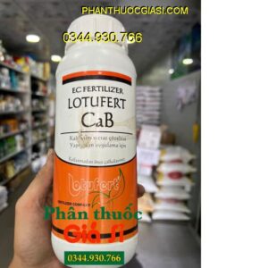 LOTUFERT CaB AV-THÀNH CÔNG-BOCAXI