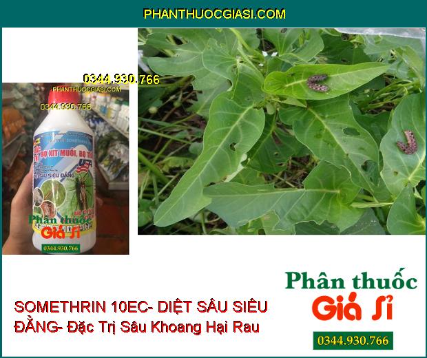 THUỐC TRỪ SÂU SOMETHRIN 10EC- DIỆT SÂU SIÊU ĐẲNG- Đặc Trị Bọ Xít Muỗi- Bọ Trĩ