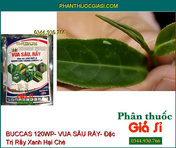 THUỐC TRỪ SÂU BUCCAS 120WP- VUA SÂU RẦY- Đặc Trị Sâu Rầy- Côn Trùng Chích Hút