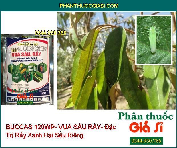 THUỐC TRỪ SÂU BUCCAS 120WP- VUA SÂU RẦY- Đặc Trị Sâu Rầy- Côn Trùng Chích Hút