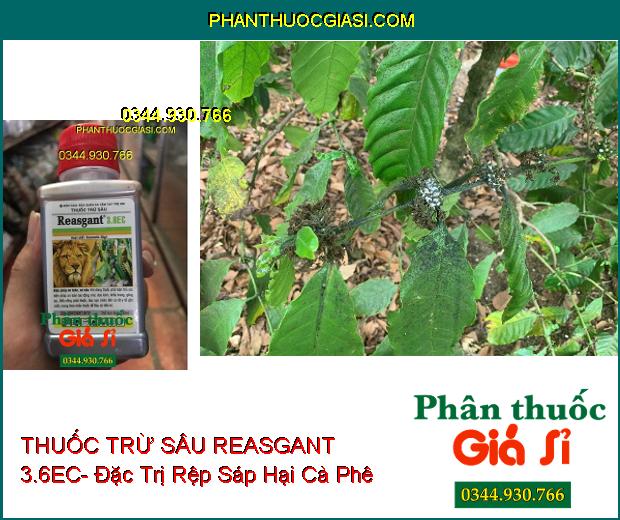 THUỐC TRỪ SÂU REASGANT 3.6EC- Đặc Trị Nhiều Loại Sâu Hại Trên Nhiều Loại Cây Trồng