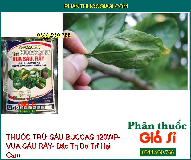 THUỐC TRỪ SÂU BUCCAS 120WP- VUA SÂU RẦY- Đặc Trị Sâu Rầy- Côn Trùng Chích Hút