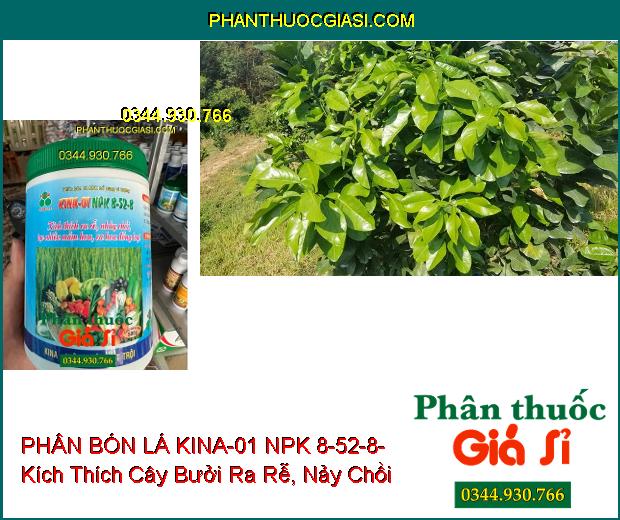 PHÂN BÓN LÁ KINA-01 NPK 8-52-8- Kích Thích Ra Rễ- Nhảy Chồi- Tạo Nhiều Mầm Hoa