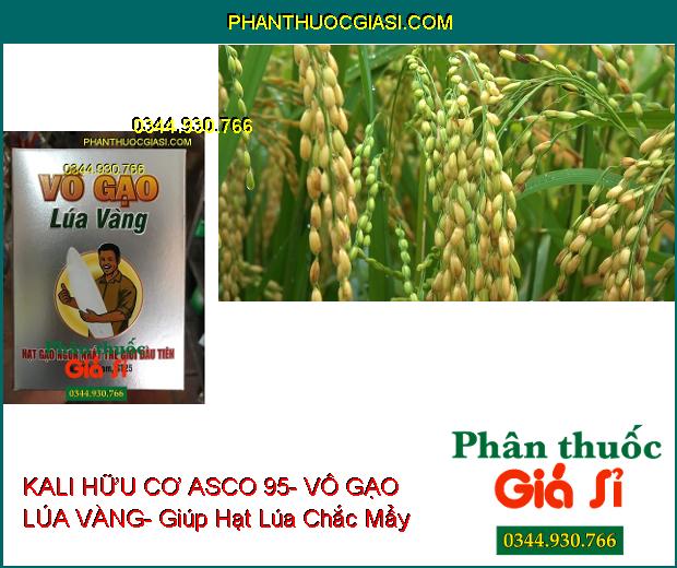 PHÂN BÓN LÁ KALI HỮU CƠ ASCO 95- VÔ GẠO LÚA VÀNG- Xanh Gié- No Nóc- Sáng Hạt- Nặng Ký