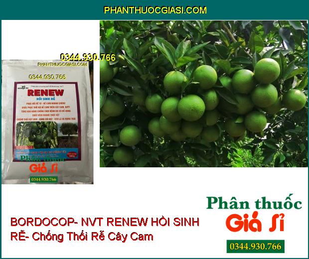 PHÂN BÓN VI LƯỢNG BORDOCOP- NVT RENEW HỒI SINH RỄ- Phục Hồi Rễ- Khắc Phục Thối Rễ- Chống Thối Đọt Non