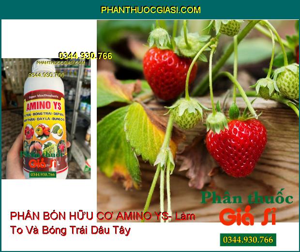 PHÂN BÓN HỮU CƠ AMINO YS- To Trái- Bóng Trái- Đẹp Màu- Mập Thân