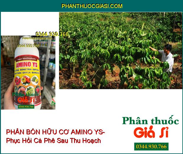 PHÂN BÓN HỮU CƠ AMINO YS- To Trái- Bóng Trái- Đẹp Màu- Mập Thân