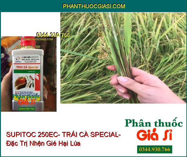 THUỐC TRỪ SÂU SUPITOC 250EC- TRÁI CÀ SPECIAL- Đặc Trị Sâu Đục Thân- Nhện Gié- Muỗi Hành