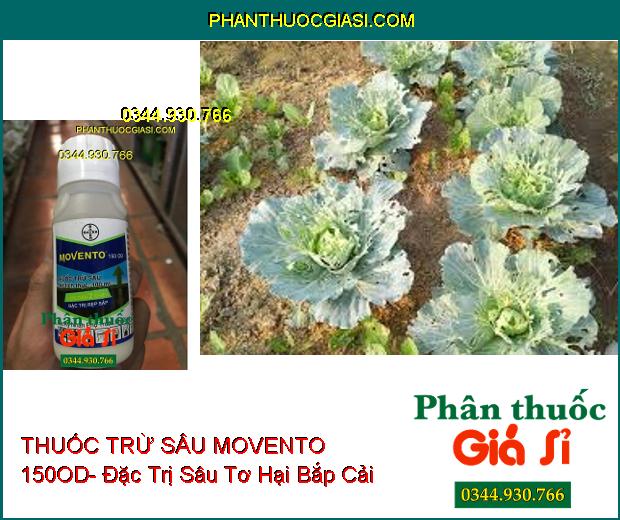 THUỐC TRỪ SÂU MOVENTO 150OD- Đặc Trị Rệp Sáp- Sâu Tơ- Sâu Đục Thân