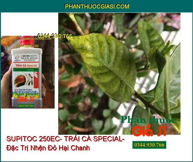 THUỐC TRỪ SÂU SUPITOC 250EC- TRÁI CÀ SPECIAL- Đặc Trị Sâu Đục Thân- Nhện Gié- Muỗi Hành